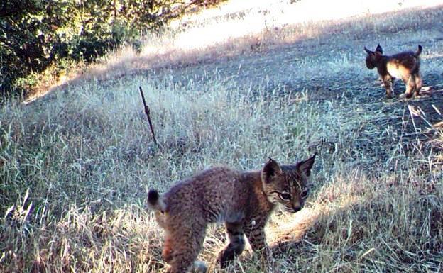 Nacen los primeros cachorros de lince en libertad en la región en más de 40 años