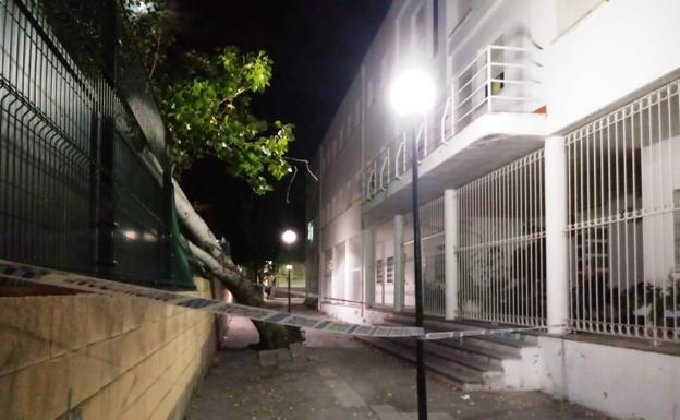 Un árbol próximo a la residencia Mª Ángeles Bujanda se cae sobre la valla del instituto Augustóbriga