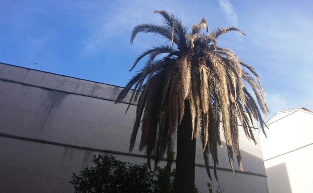 El picudo rojo ataca dos palmeras pese a haber hecho tratamiento preventivo durante seis años