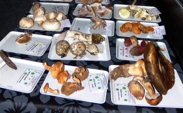 Comienzan las XXIII Jornadas Micológicas del Campo Arañuelo