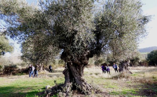 Buena acogida de la I Jornada de la Aceituna y el Aceite de Oliva de Peraleda de San Román
