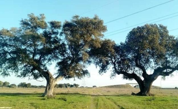 La empresa de la planta solar niega una tala masiva de encinas