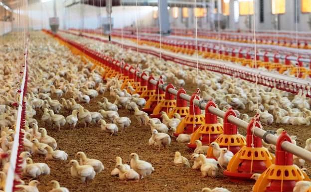 El grupo holandés Plukon compra la avícola Veravic, con sedes en Cuacos de Yuste y Casatejada