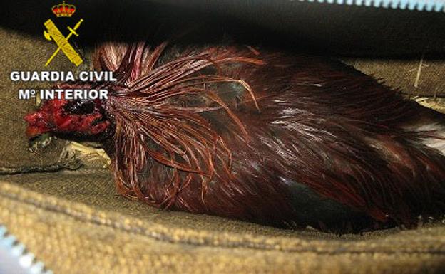 La Guardia Civil detiene a dos personas por un delito de maltrato animal en peleas de gallos