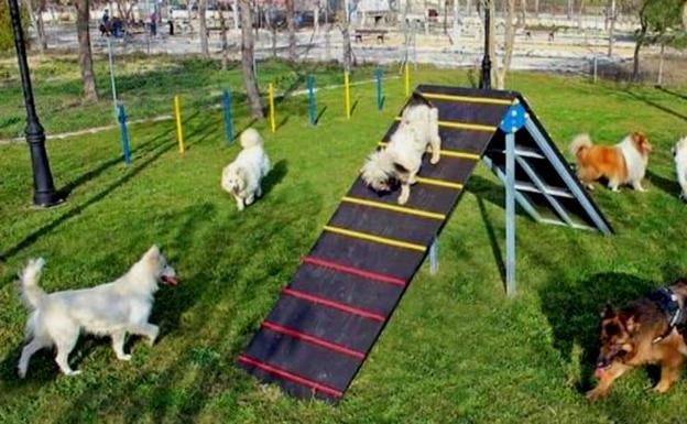 Ciudadanos propone elaborar una ordenanza municipal que regule la creación de un censo canino