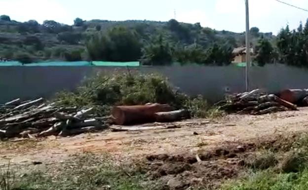 Adenex denuncia una tala de eucaliptos en la Nacional V