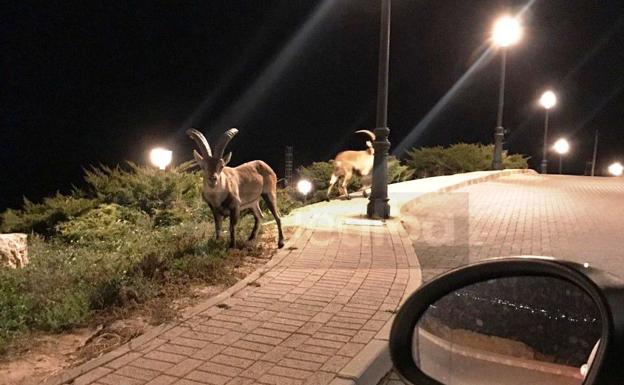 El paseo del jabalí y las cabras montesas