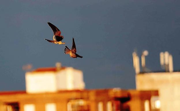 «Nos vigilan desde el cielo en este confinamiento»