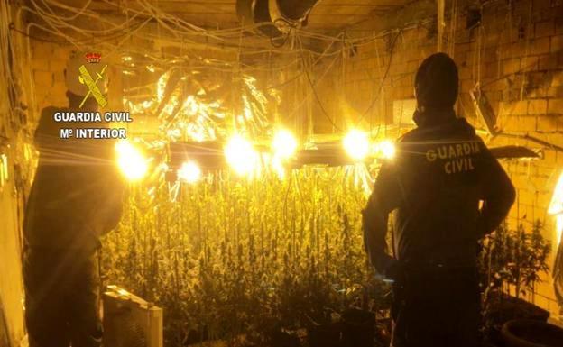 La Guardia Civil detiene a un vecino de Pasarón por cultivar en su casa 466 plantas de marihuana