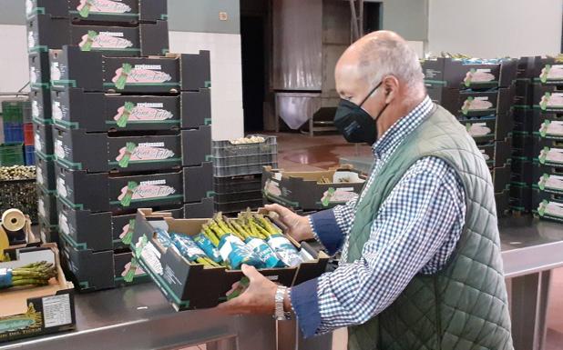 El espárrago verde del Tiétar: del campo a la mesa en cuestión de horas