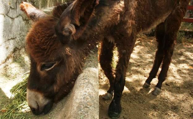 Detenido un vecino de Madrid que tenía una burra atada y abandonada en una finca de Navalmoral