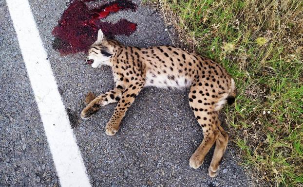 Muere un lince atropellado entre el hospital Campo Arañuelo y la cantera