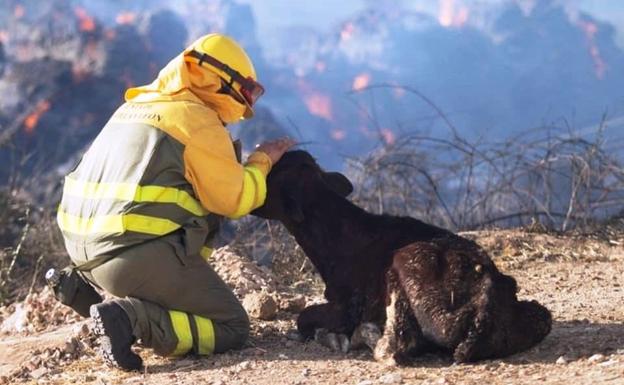 Desde el martes se recogerá ayuda para los ganaderos afectados por el incendio de Ávila