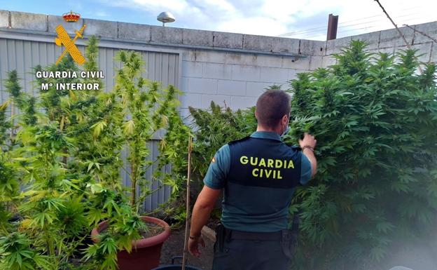 Investigan a un vecino de Casatejada por cultivar marihuana en una parcela de su propiedad