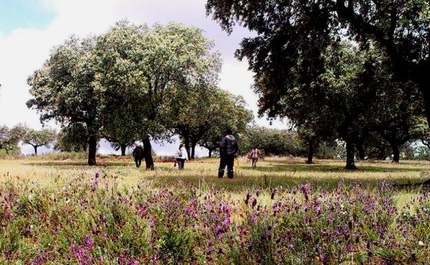 Las jornadas micológicas de otoño incluyen salidas a Majadas y Toril