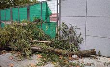 Padres del colegio El Pozón advierten que el mal estado de los árboles pueden provocar accidentes a los escolares