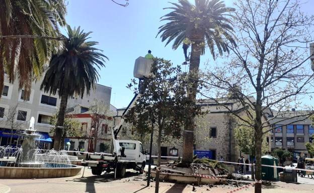 El Ayuntamiento contratará la poda de arbolado y palmeras de las zonas públicas, con un coste de 90.000 euros