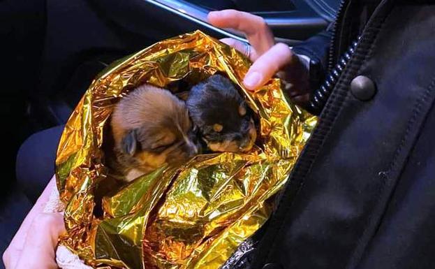 La Policía Local trata de identificar a la persona que abandonó tres cachorros en una bolsa en la carretera del cementerio