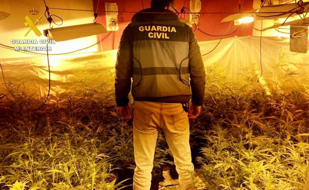 La Guardia Civil desmantela un cultivo 'indoor' de marihuana y aprehende 320 plantas