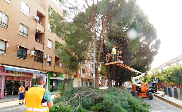 Empiezan las obras de remodelación de la avenida del Magisterio