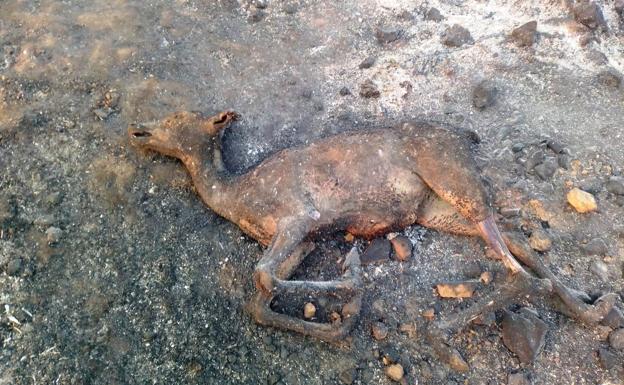 El fuego deja numerosos animales muertos en varias fincas del parque de Monfragüe y del preparque