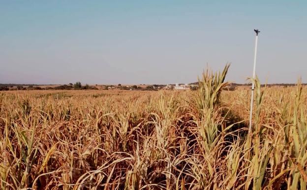 Los regantes de Peraleda de la Mata llevan más de una semana sin agua
