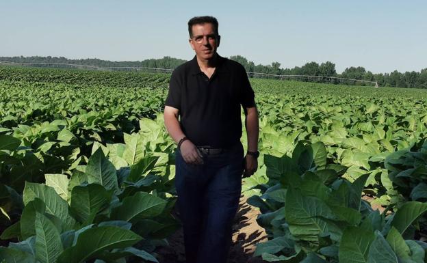 «El tabaco es un cultivo sostenible que conserva el suelo», afirma José García de Paredes