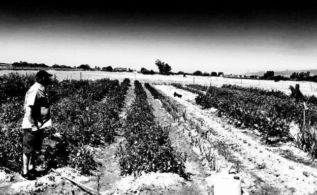Veranos de pueblo: vendedor de pepinos