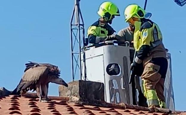 Los bomberos rescatan a un buitre de un tejado en Navalmoral