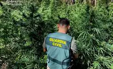 Desmantelada en Majadas de Tiétar una plantación de marihuana con casi 300 plantas y trampas ocultas