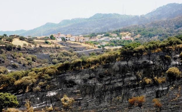 La Junta plantará 2.000 encinas y alcornoques en la zona afectada por el incendio en Casas de Miravete