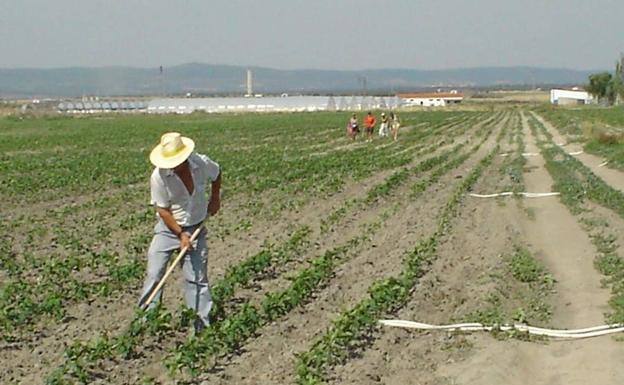 Tierras regables de Olivenza, incluidas en la primera fase de la Bolsa de Tierras de Regadío