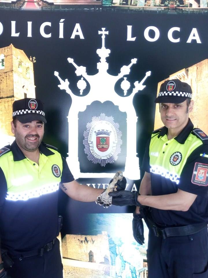 La Policía Local de Olivenza rescata un cernícalo primilla herido
