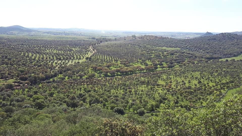 El Pleno oliventino rechaza la mina de Alconchel con la abstención del PSOE