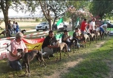Ochenta y siete galgos participaron en el I Concurso morfológico de la localidad donde destacó «la calidad de los ejemplares»