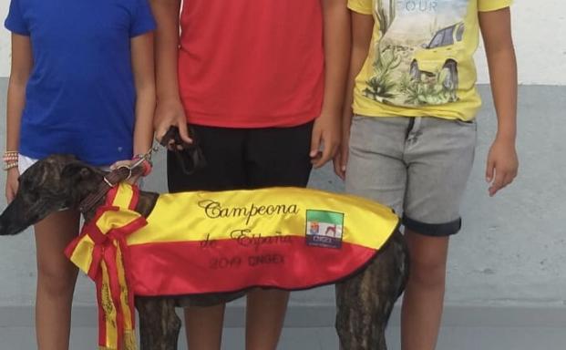 La galga Nerea de Ferreira, Campeona de España de morfología y belleza