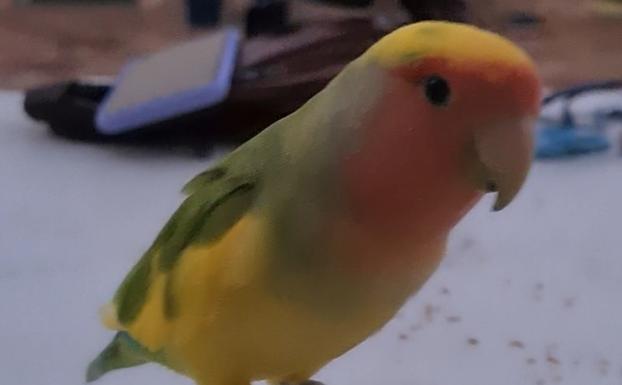 Se ofrece recompensa por agaporni perdido