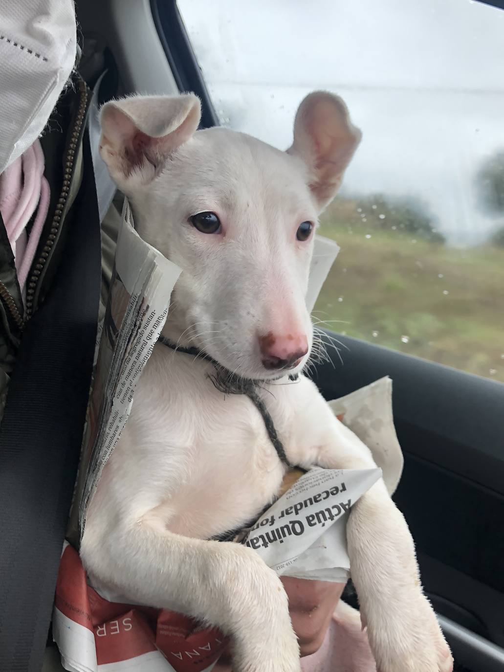 Aparece un cachorro desorientado en la zona del polígono el Ejido