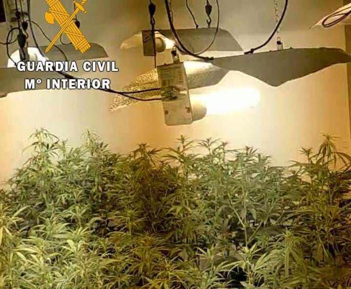 La Guardia Civil desmantela en Valle de la Serena un punto de cultivo y tráfico de marihuana