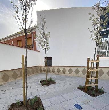 Robo de las protecciones de madera de los árboles del Parking Cine Centro