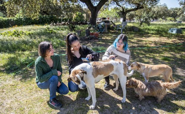 Perros contra la violencia machista