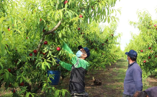 AEFA dona mascarillas a más de 100.000 trabajadores del campo