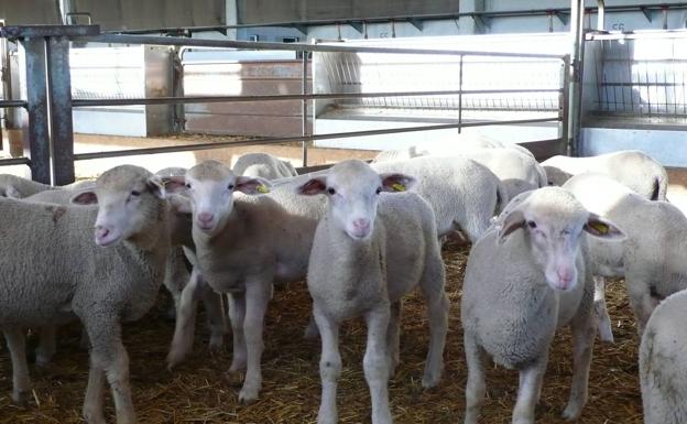 Corderex se une a Cruz Roja para llevar 200 kilos de carne de cordero a los más necesitados