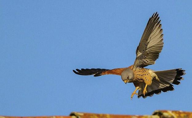 La Junta concede más de 200.000 euros a doce ONG para desarrollar proyectos de conservación de la naturaleza