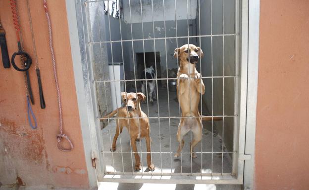 Perros del refugio de animales de Cáceres /HOY