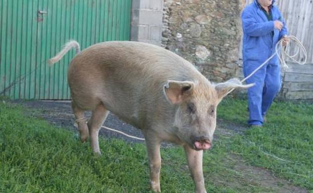 Abierta la campaña de matanzas domiciliarias de cerdos