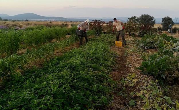 La escuela 'Sabores frutales' entrega 30.000 kilos de productos agrarios al Banco de Alimentos