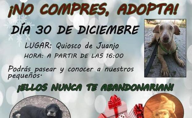 No compres, adopta esta tarde en Talayuela