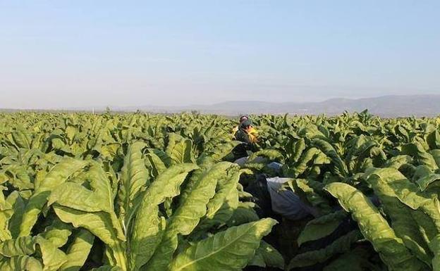 89 agricultores y ganaderos de Talayuela son excluidos del cobro de la ayuda por indemnización de zona desfavorecida