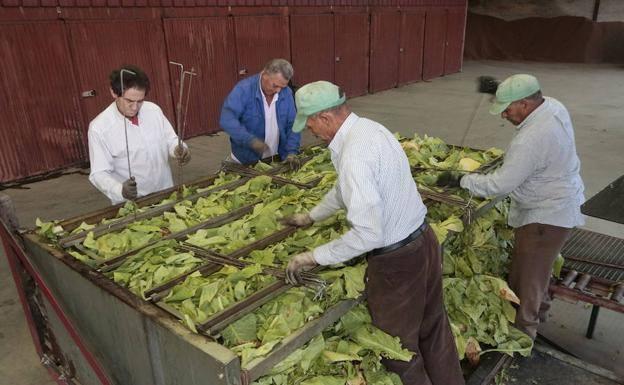 Cetarsa firma la compra de 22.059 toneladas de tabaco para la campaña de este año